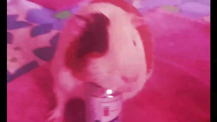 GuineaPig